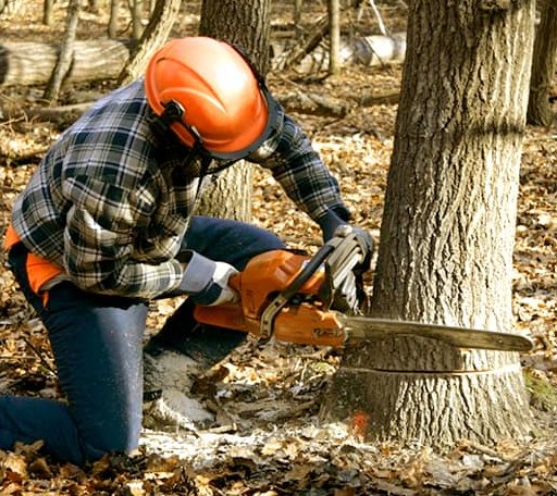 Tree Removal in De Kalb, MO